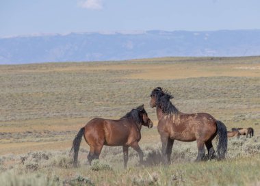 a pair of wild horse stallions fighting in summer int he Wyoming desert