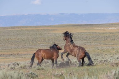 a pair of wild horse stallions fighting in summer int he Wyoming desert