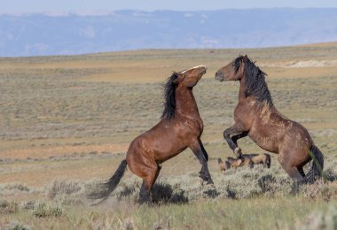 a pair of wild horse stallions fighting in summer int he Wyoming desert