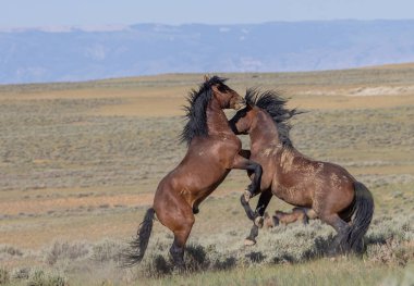 a pair of wild horse stallions fighting in summer int he Wyoming desert