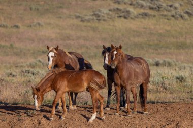wild horses in summer in the Wyoming desert