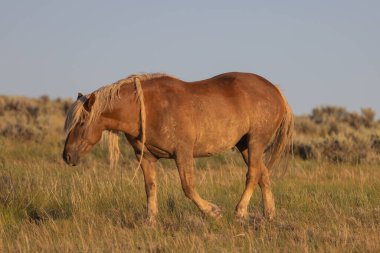 a majestic wild horse in summer in the Wyoming desert
