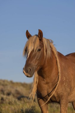 a majestic wild horse in summer in the Wyoming desert