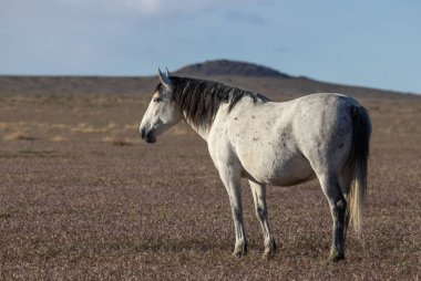 Utah çölünde ilkbaharda vahşi bir at