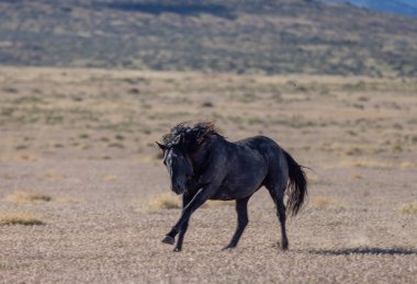 Utah çölünde ilkbaharda vahşi bir at