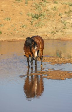 a wild horse at a desert waterhole in Wyoming in summer