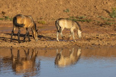 wild horses at a desert waterhole in Wyoming in summer