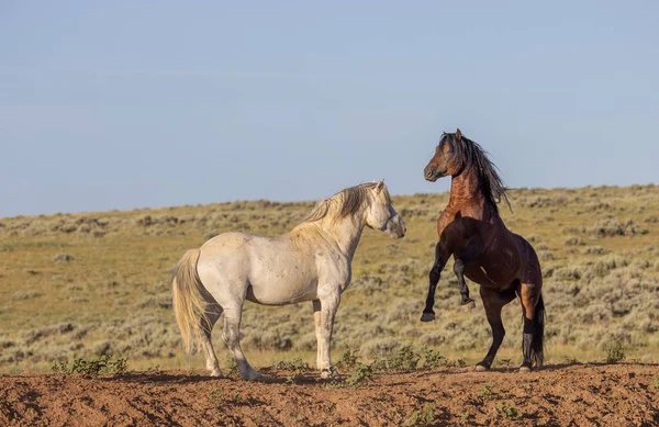 Pair Wild Horse Stallions Fighting Summer Wyoming Desert —  Fotos de Stock