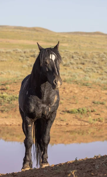 Beautiful Wild Horse Summer Wyomng Desert — Stockfoto