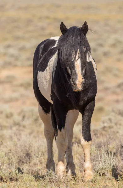 Beautiful Wild Horse Summer Wyomng Desert — 图库照片