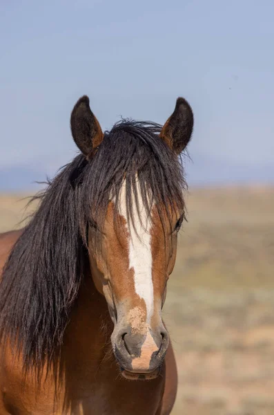 Beautiful Wild Horse Summer Wyomng Desert — Stock Fotó