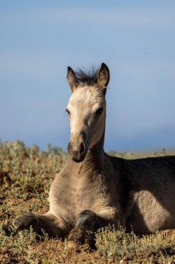 a cute wild horse foal in summer in the Wyoming desert
