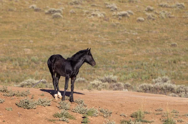 Cute Wild Horse Foal Summer Wyoming Desert — стоковое фото