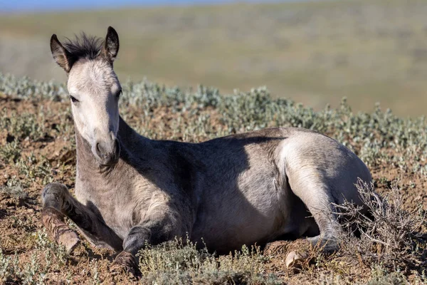 Cute Wild Horse Foal Summer Wyoming Desert — Fotografia de Stock