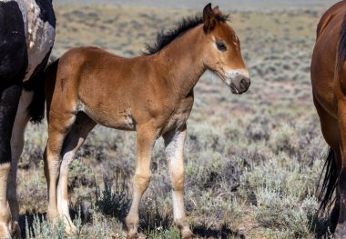 a cute wild horse foal in summer in the Wyoming desert