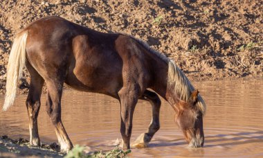 a wild horse at a desert waterhole in Wyoming in summer