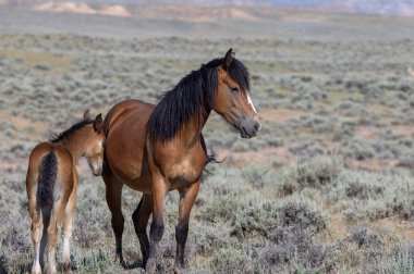 Yazın Wyoming Çölü 'nde kısrak ve taylar.