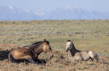 Yazın Wyoming Çölü 'nde kısrak ve taylar.