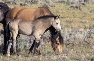 Yazın Wyoming Çölü 'nde kısrak ve taylar.