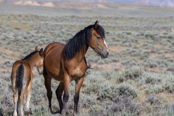 Stute Und Fohlen Sommer Der Wüste Von Wyoming — Stockfoto