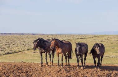 wild horses in summer in the Wyoming desert