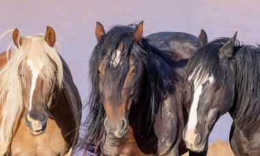 wild horses in summer in the Wyoming desert