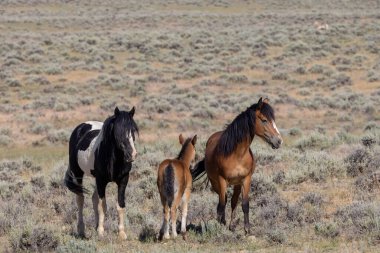 wild horses in summer in the Wyoming desert