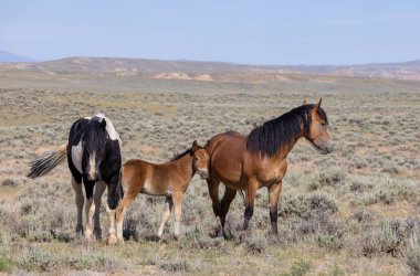 wild horses in summer in the Wyoming desert