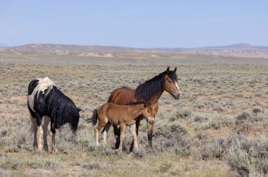 wild horses in summer in the Wyoming desert