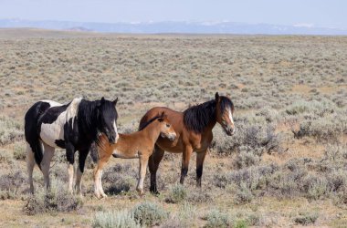 wild horses in summer in the Wyoming desert