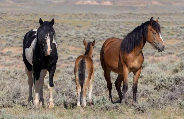 Wild Horses Summer Wyoming Desert — Zdjęcie stockowe