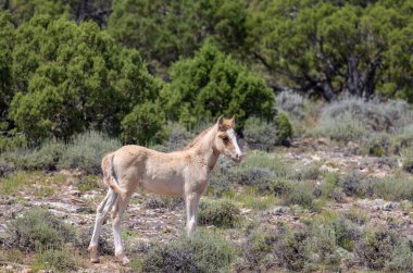 Yazın Montana 'da şirin bir at yavrusu