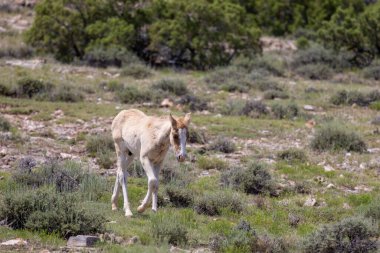 Yazın Montana 'da şirin bir at yavrusu