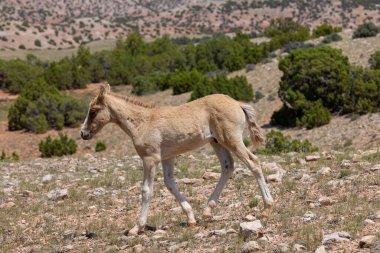 Yazın Montana 'da şirin bir at yavrusu