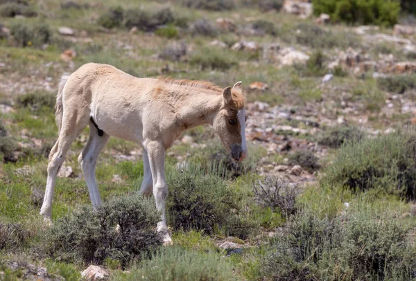 Słodkie Dzikie Źrebię Konia Montanie Lecie — Zdjęcie stockowe