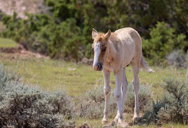夏にはモンタナでかわいい野生の馬の群れ — ストック写真