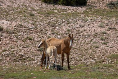 Montana 'da yazın vahşi bir kısrak ve tay.
