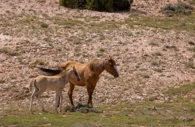 Montana 'da yazın vahşi bir kısrak ve tay.