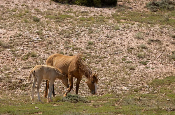 Klacz Źrebak Dzikiego Konia Latem Montanie — Zdjęcie stockowe