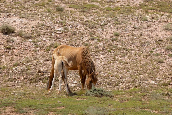 Eine Wildpferdstute Und Ein Fohlen Sommer Montana — Stockfoto