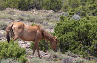Yazın Montana 'da güzel vahşi bir at