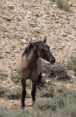 Yazın Montana 'da güzel vahşi bir at
