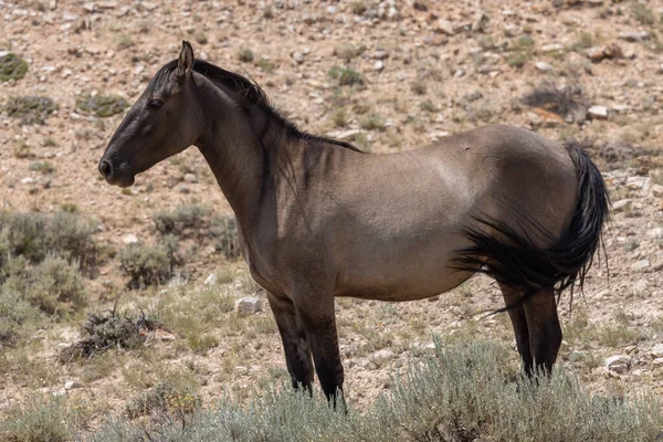 Belo Cavalo Selvagem Verão Montana — Fotografia de Stock