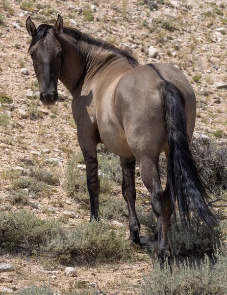 Красивая Дикая Лошадь Летом Монтане — стоковое фото