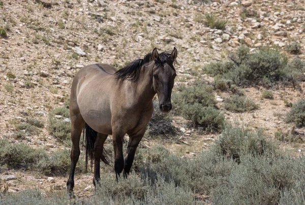 Bellissimo Cavallo Selvatico Estate Montana — Foto Stock