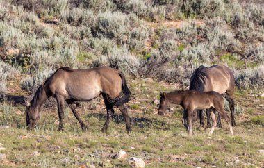 Yazın Montana 'da vahşi atlar