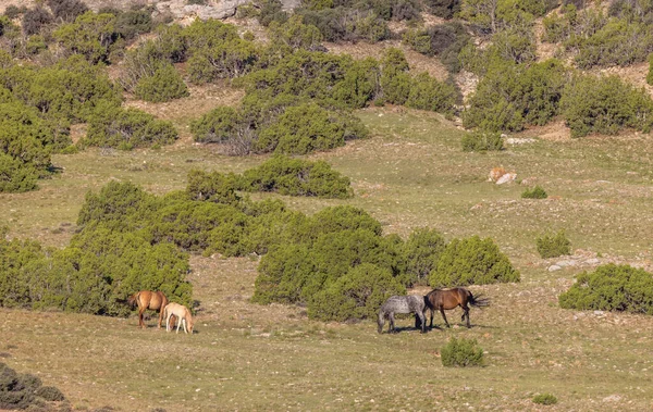 Caballos Salvajes Montana Verano —  Fotos de Stock