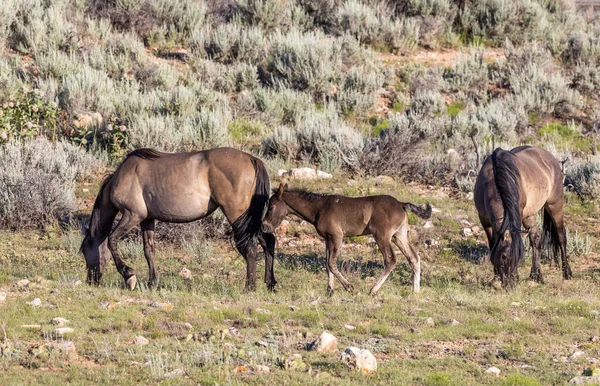 夏のモンタナ州の野生馬 — ストック写真