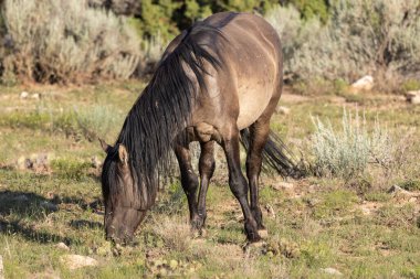 Montana 'da yazın vahşi bir at