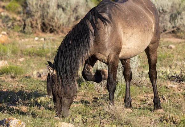 Дикая Лошадь Летом Монтане — стоковое фото